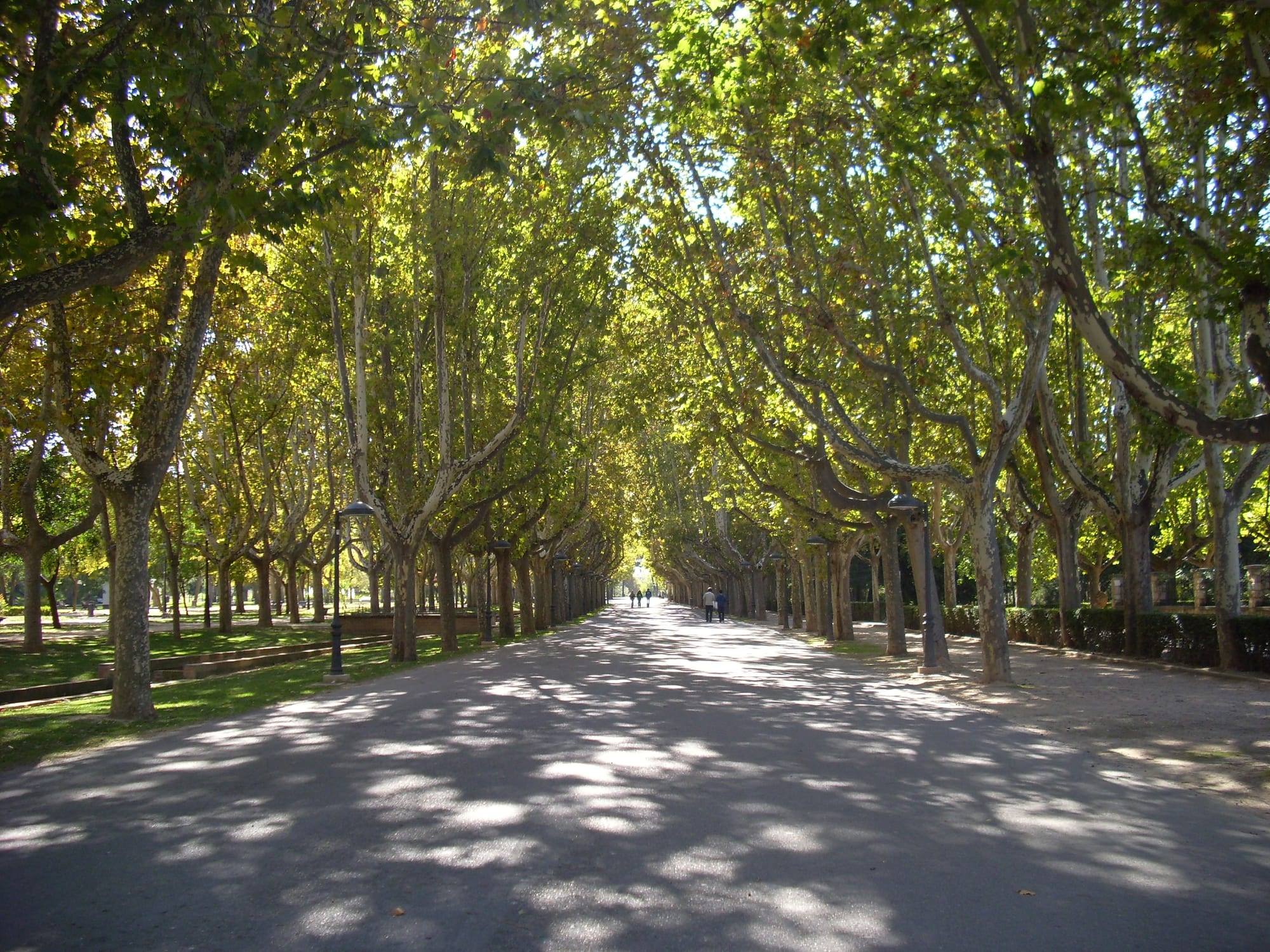 A wide avenue shaded by rows of plane trees in the Parque Grande José Antonio Labordeta, Zaragoza